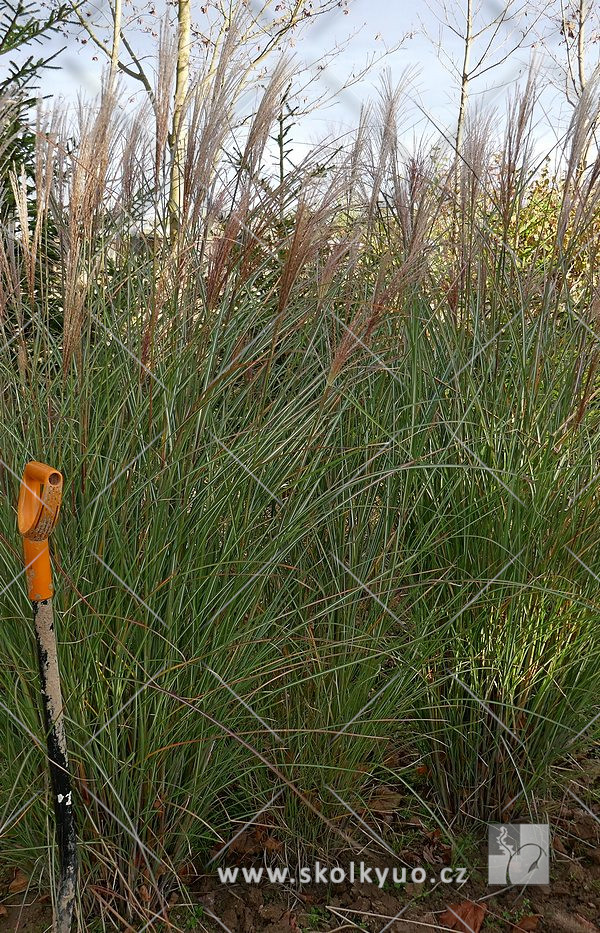 Miscanthus sinensis ´Gracillimus´