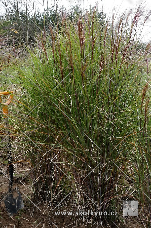 Miscanthus sinensis ´Kleine Silberspinne´