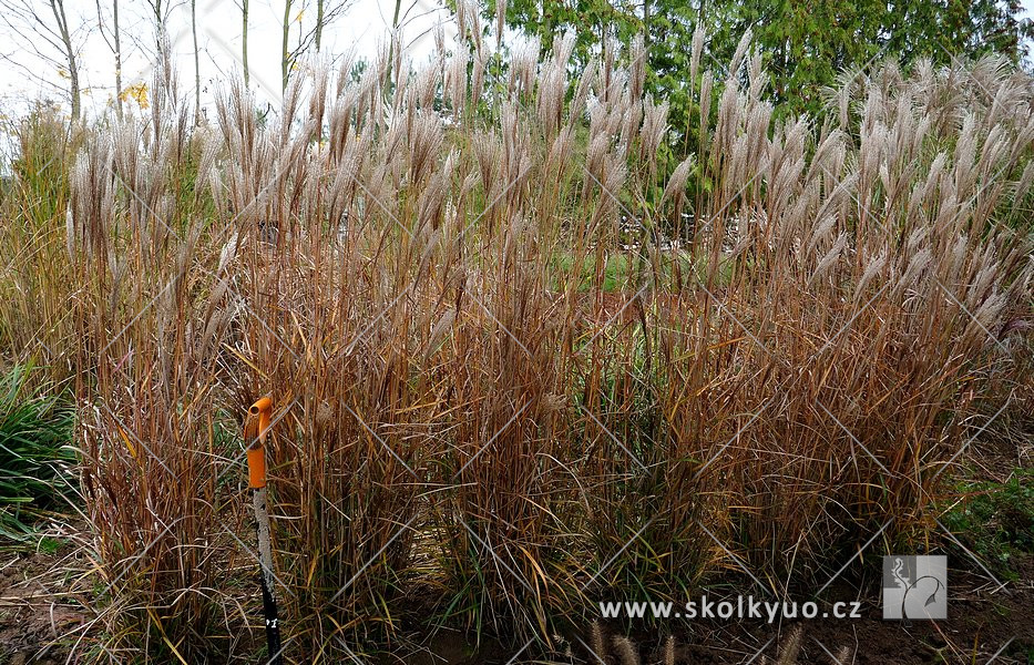 Miscanthus sinensis ´Nippon´