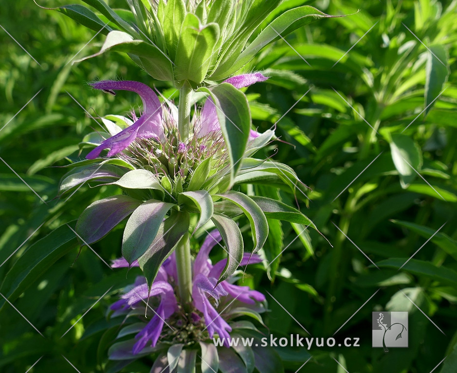 Monarda citriodora