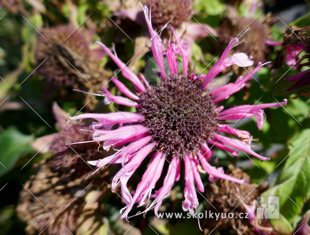 Monarda ´Balmy Pink´