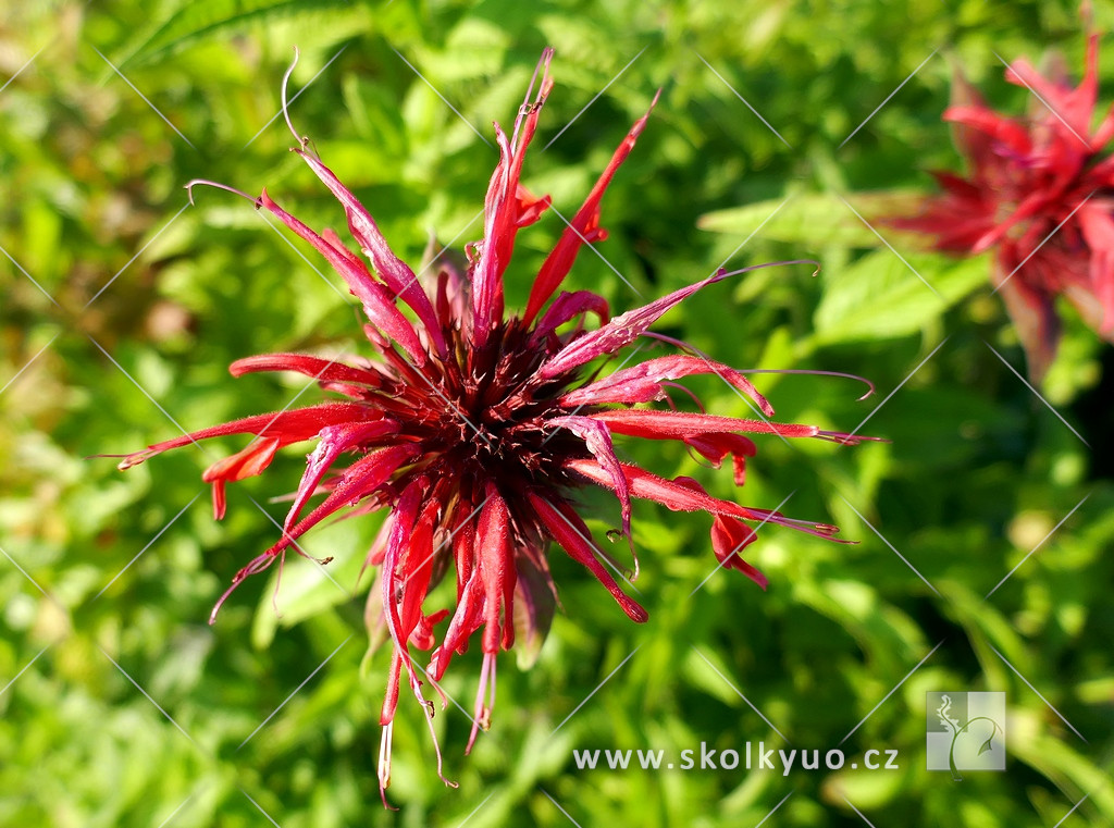 Monarda didyma