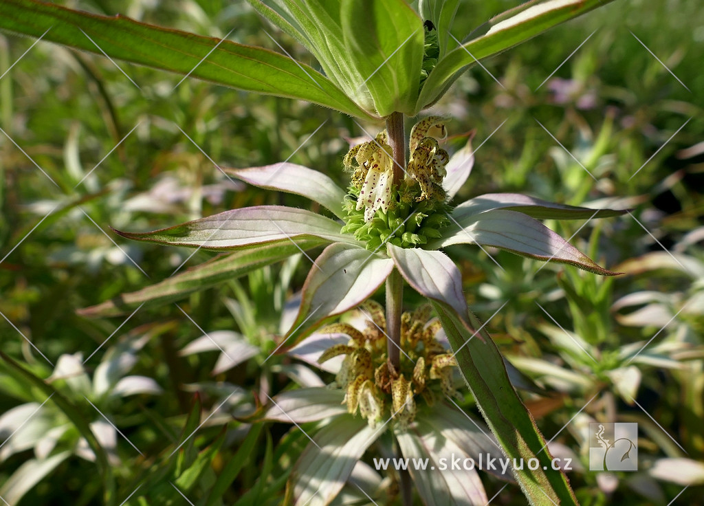 Monarda punctata