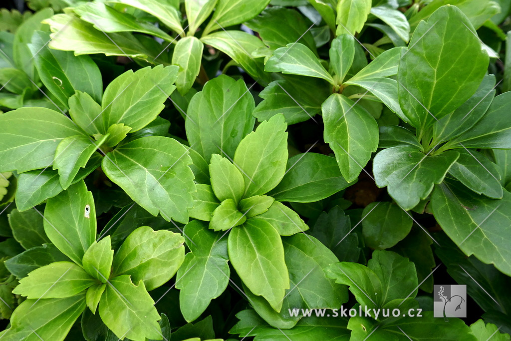 Pachysandra terminalis