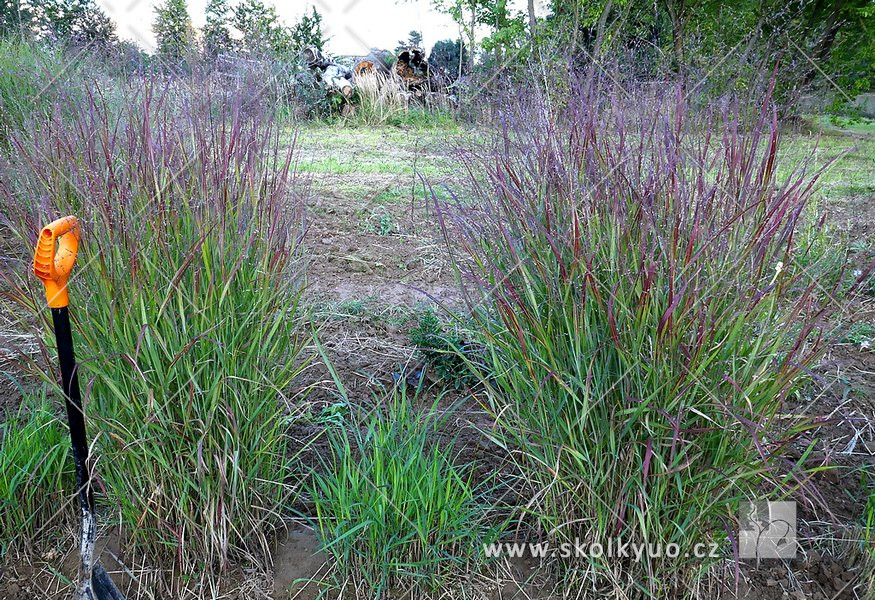 Panicum virgatum ´Shenandoah´