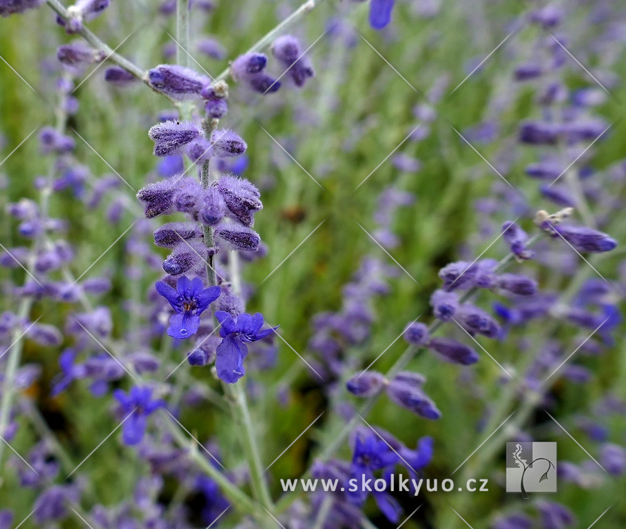 Perovskia atriplicifolia ´Blue Steel´