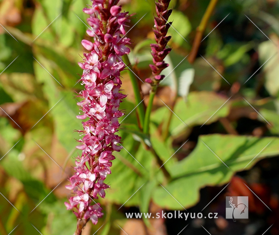 Persicaria amplexicaulis ´ JS Seven Oaks Village´