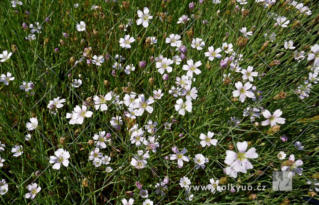 Petrorhagia saxifraga