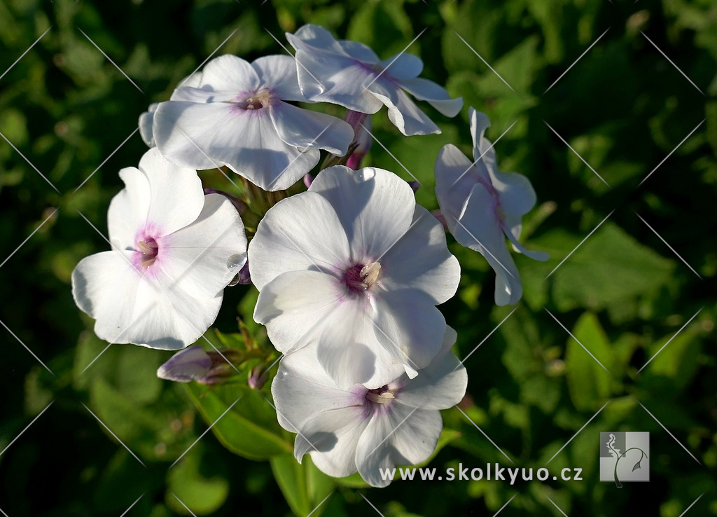 Phlox paniculata ´Famous White´