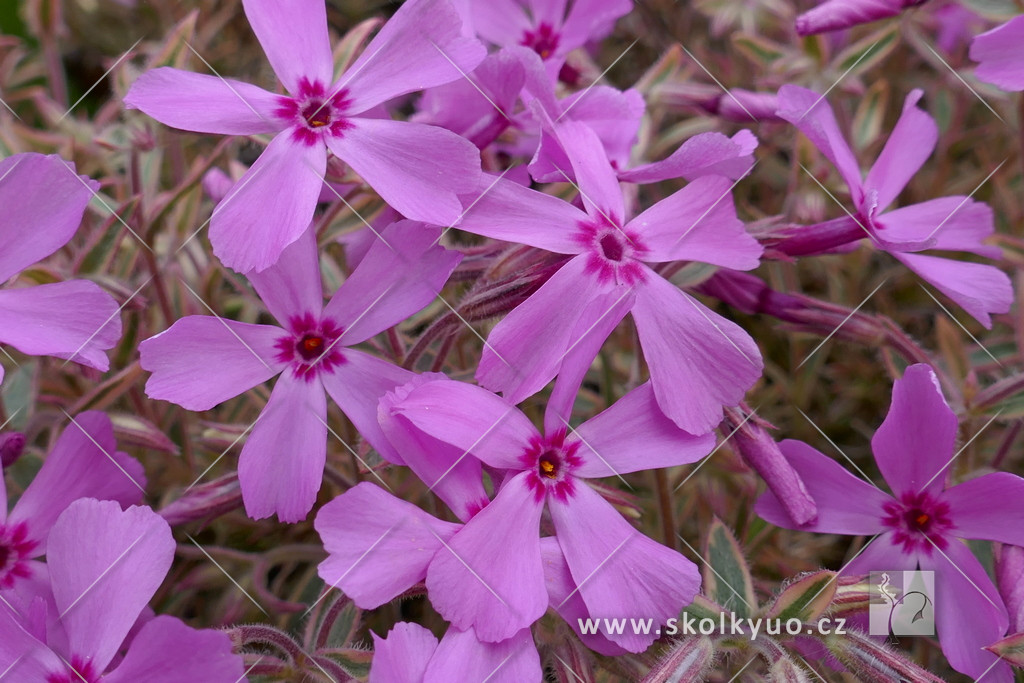 Phlox subulata ´Nettleton Variation´