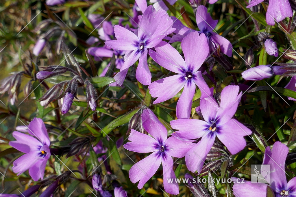 Phlox subulata ´Purple Beauty´