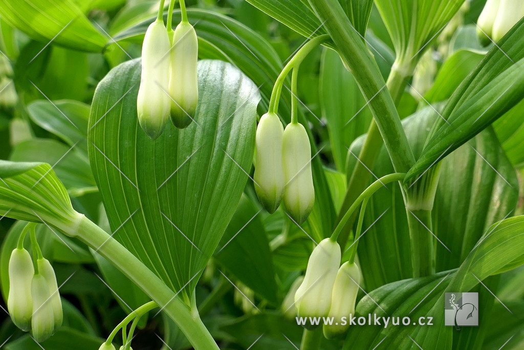 Polygonatum multiflorum