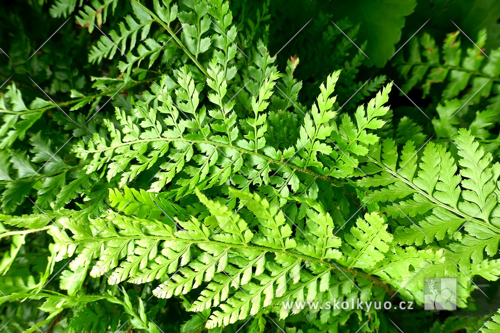 Polystichum setiferum ´Dahlem´