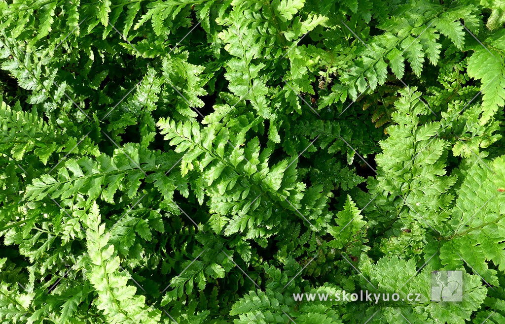 Polystichum setiferum