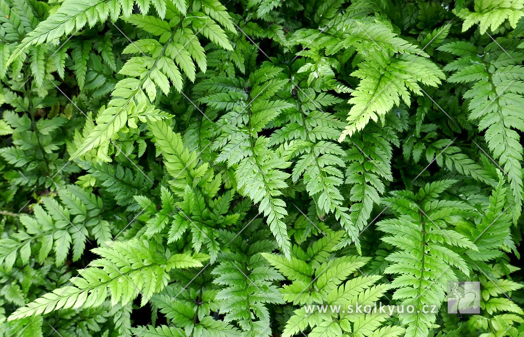 Polystichum tsussimense