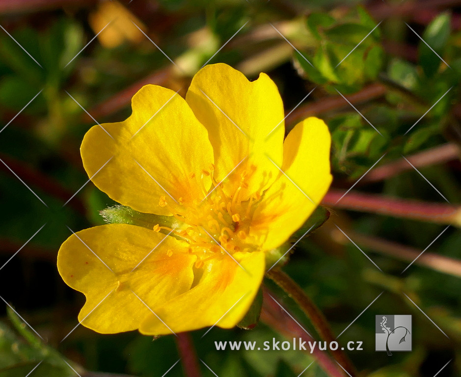 Potentilla crantzii