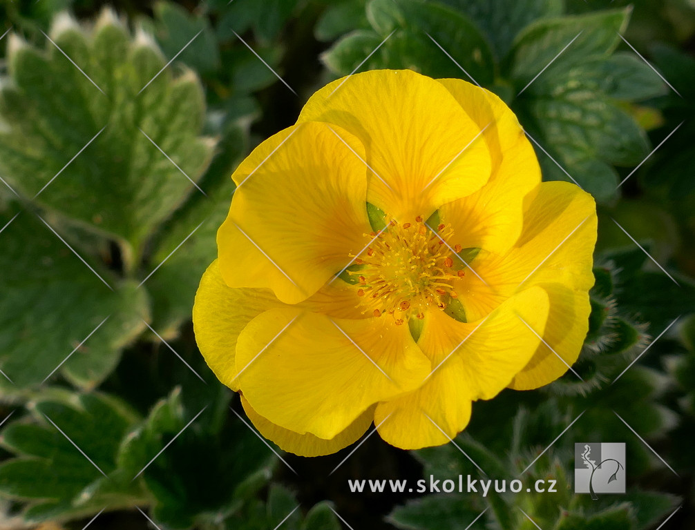 Potentilla megalantha