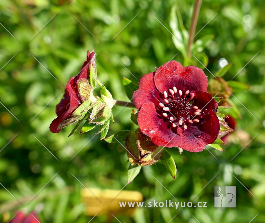 Potentilla thurberi