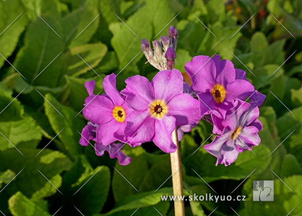 Primula beesiana