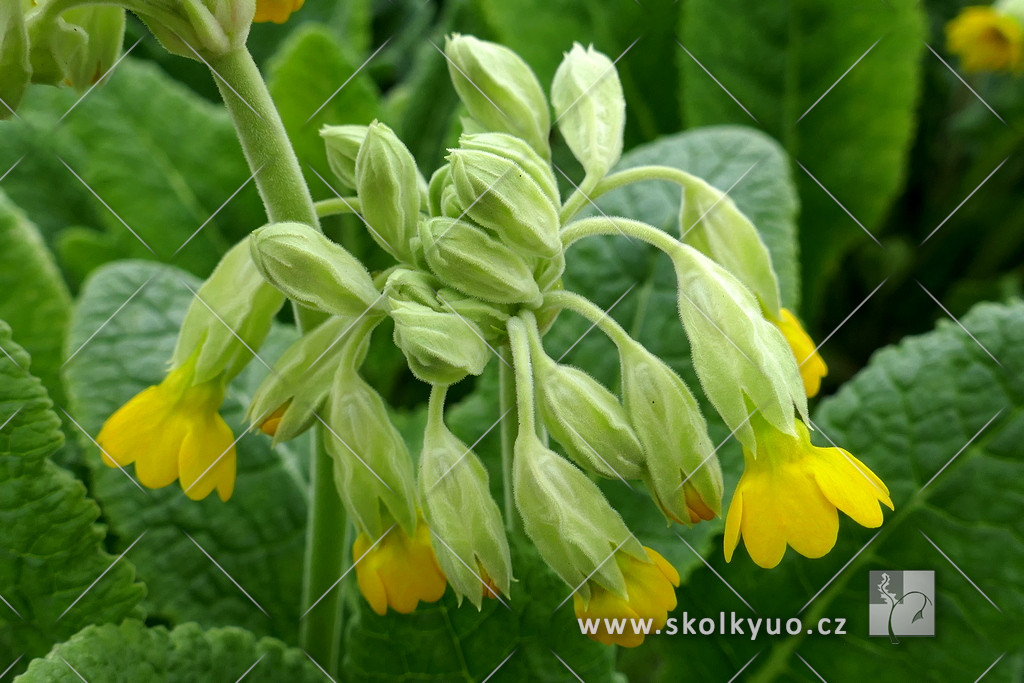 Primula veris