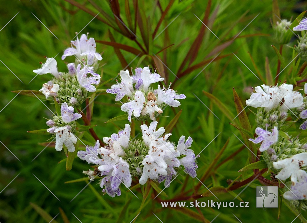 Pycnanthemum tenuifolium