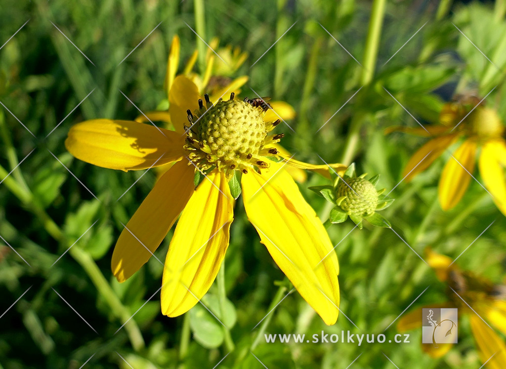 Rudbeckia laciniata