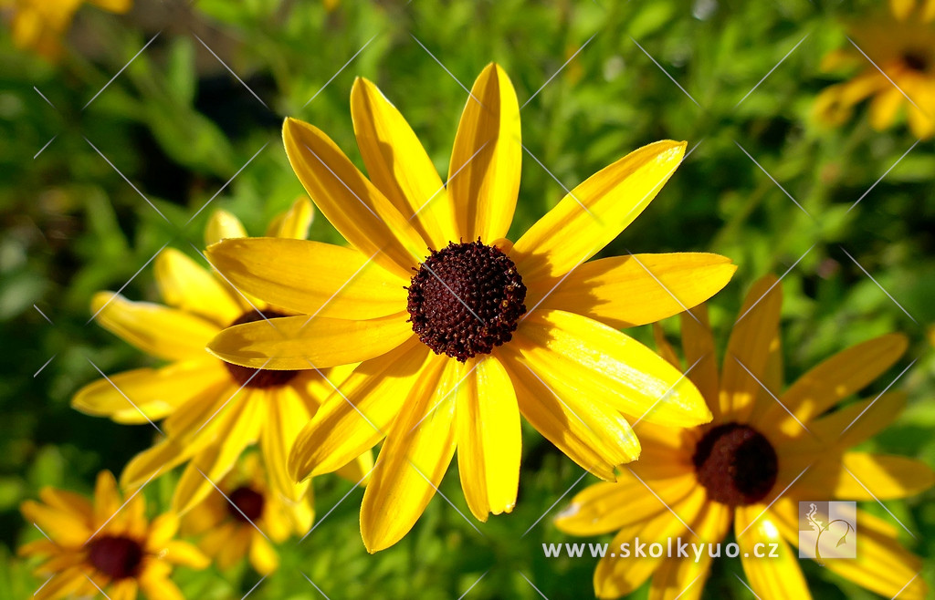 Rudbeckia subtomentosa