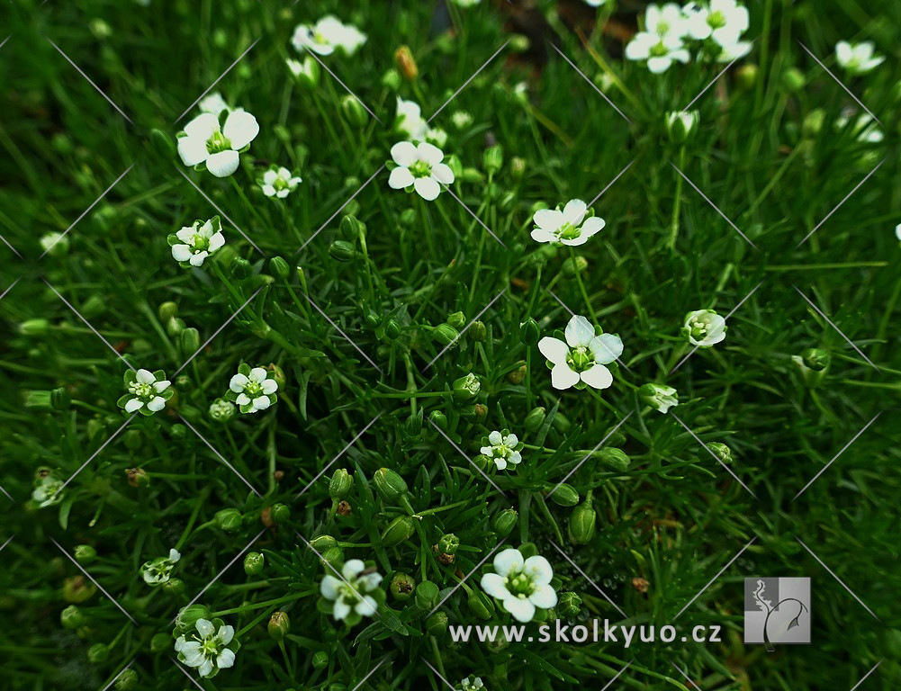 Sagina subulata