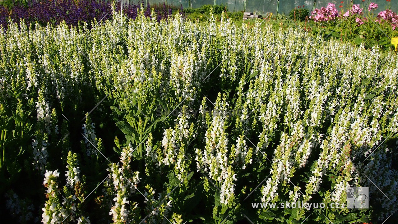 Salvia nemorosa ´Sensation® Compact White´