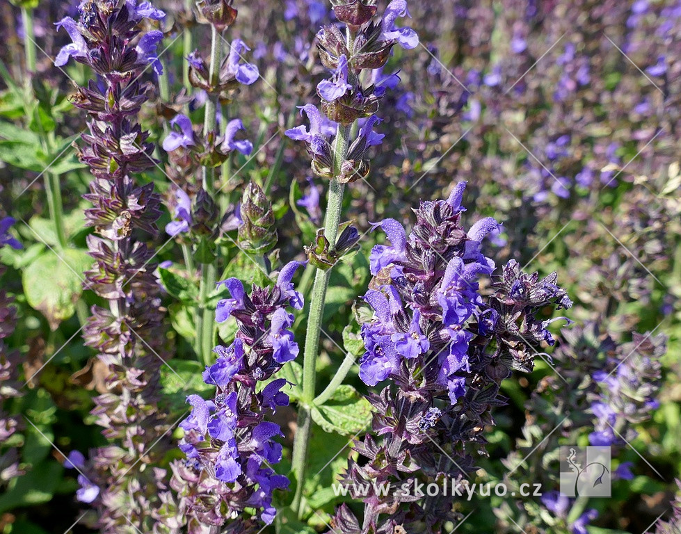 Salvia nemorosa ´Merleau Blue´