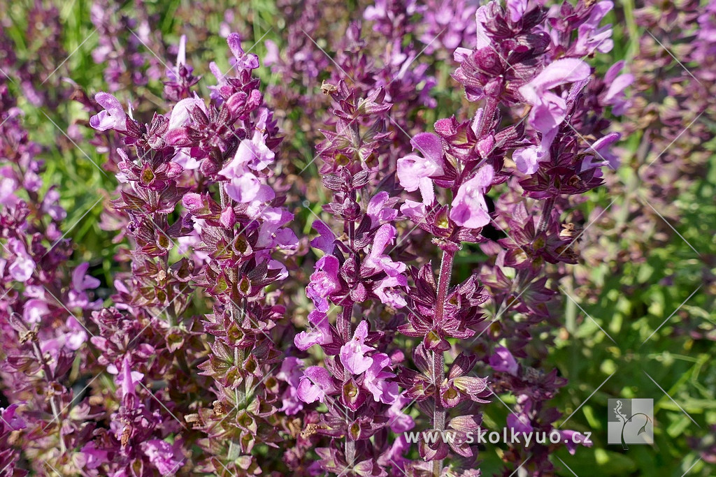 Salvia superba ´Merleau Rose´