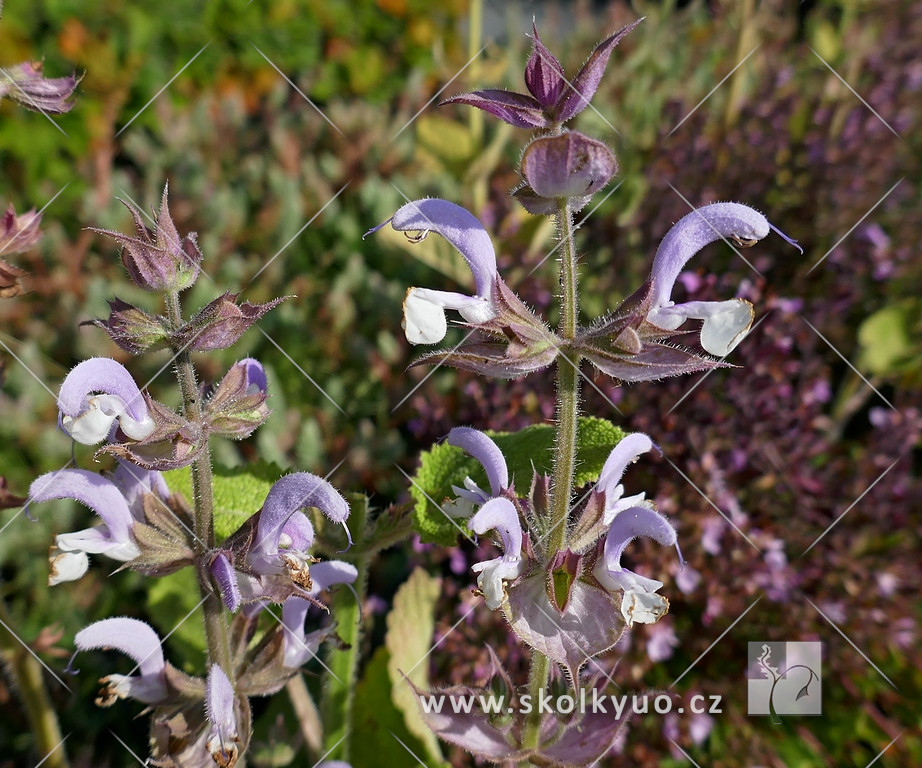 Salvia sclarea