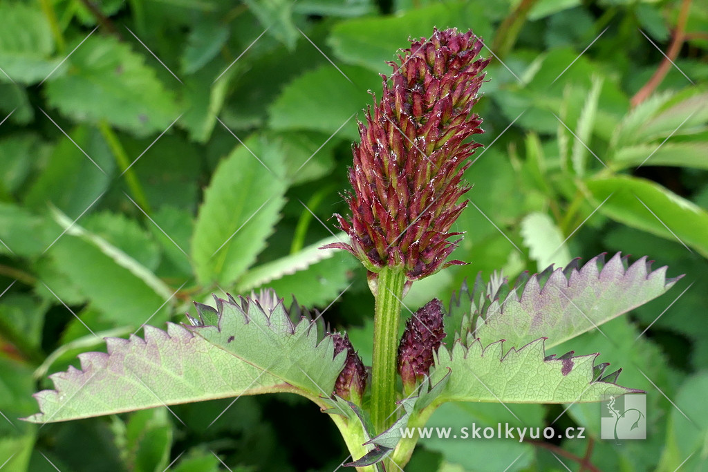 Sanguisorba menziesii