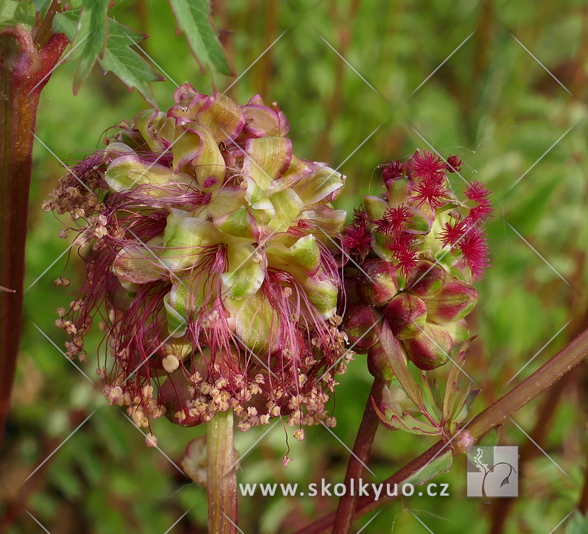 Sanguisorba minor