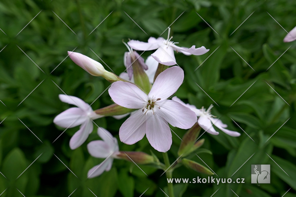 Saponaria officinalis