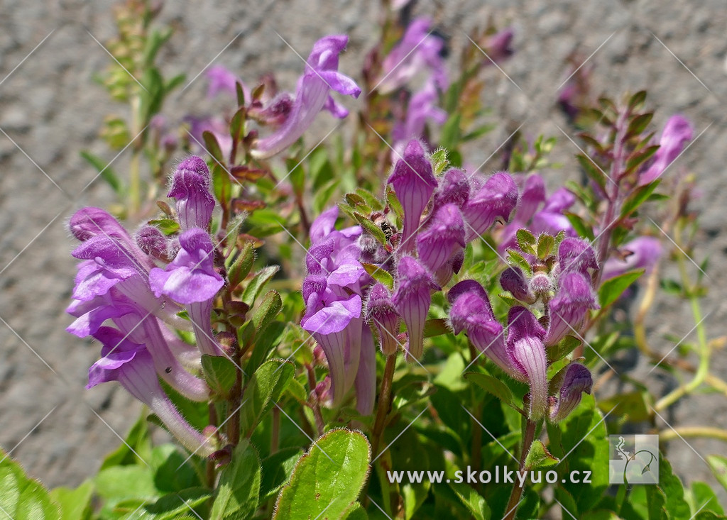 Scutellaria pontica