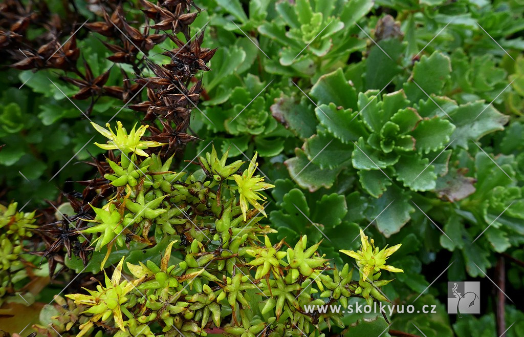 Sedum floriferum