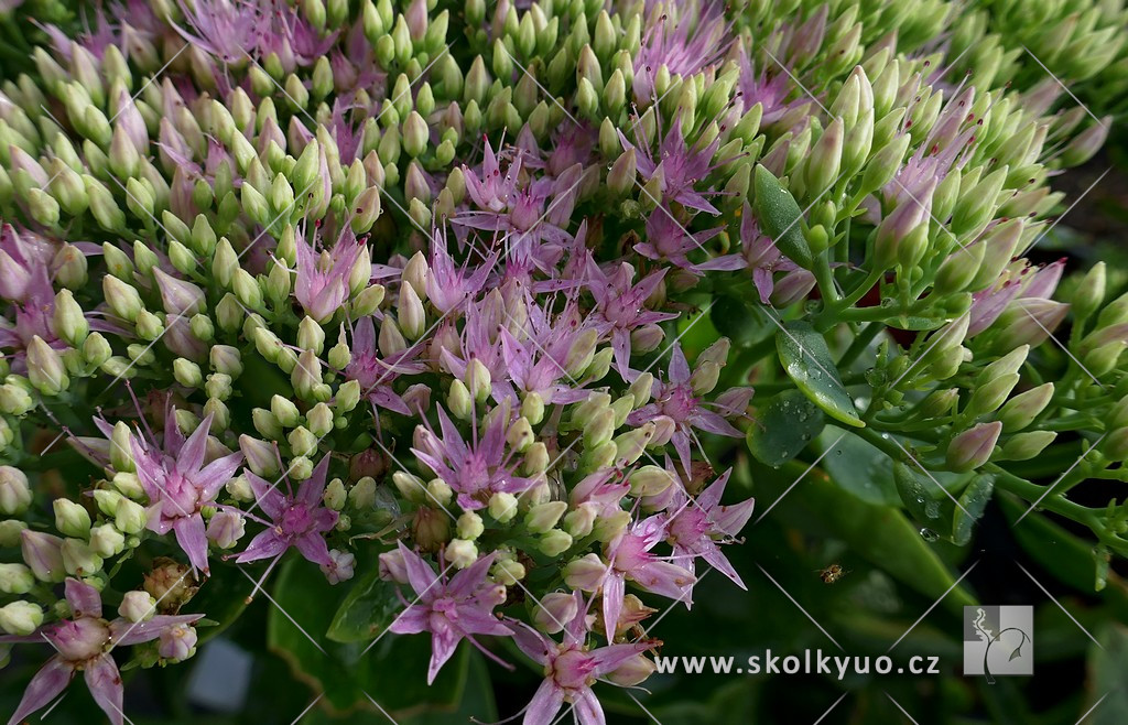 Sedum spectabile ´Rosenteller´