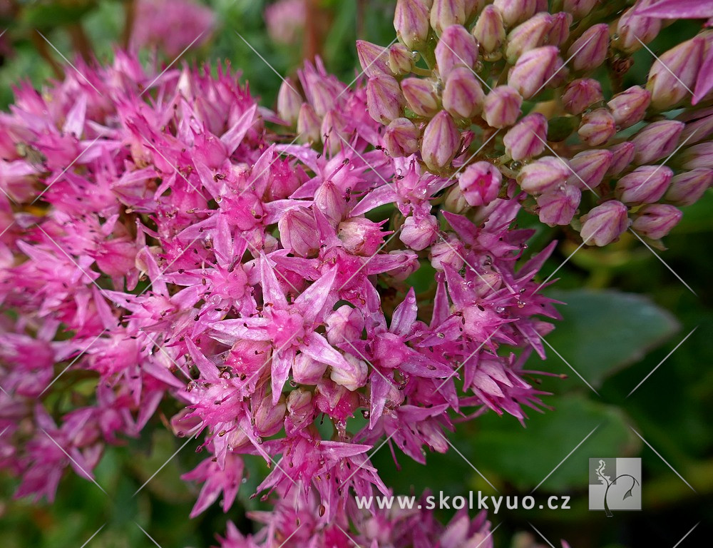 Sedum telephium ´Carl´