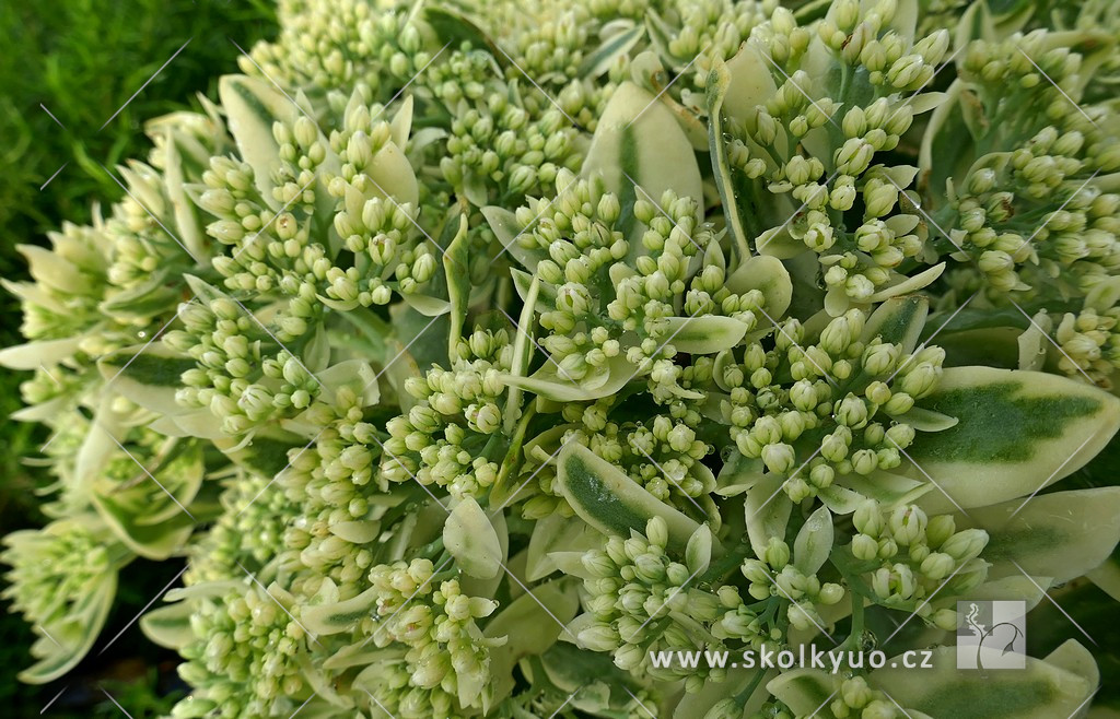 Sedum spectabile ´Elsie´s Gold´