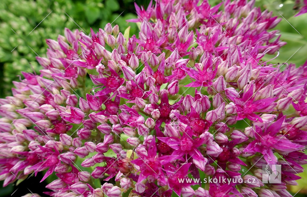 Sedum spectabile ´Meteor´