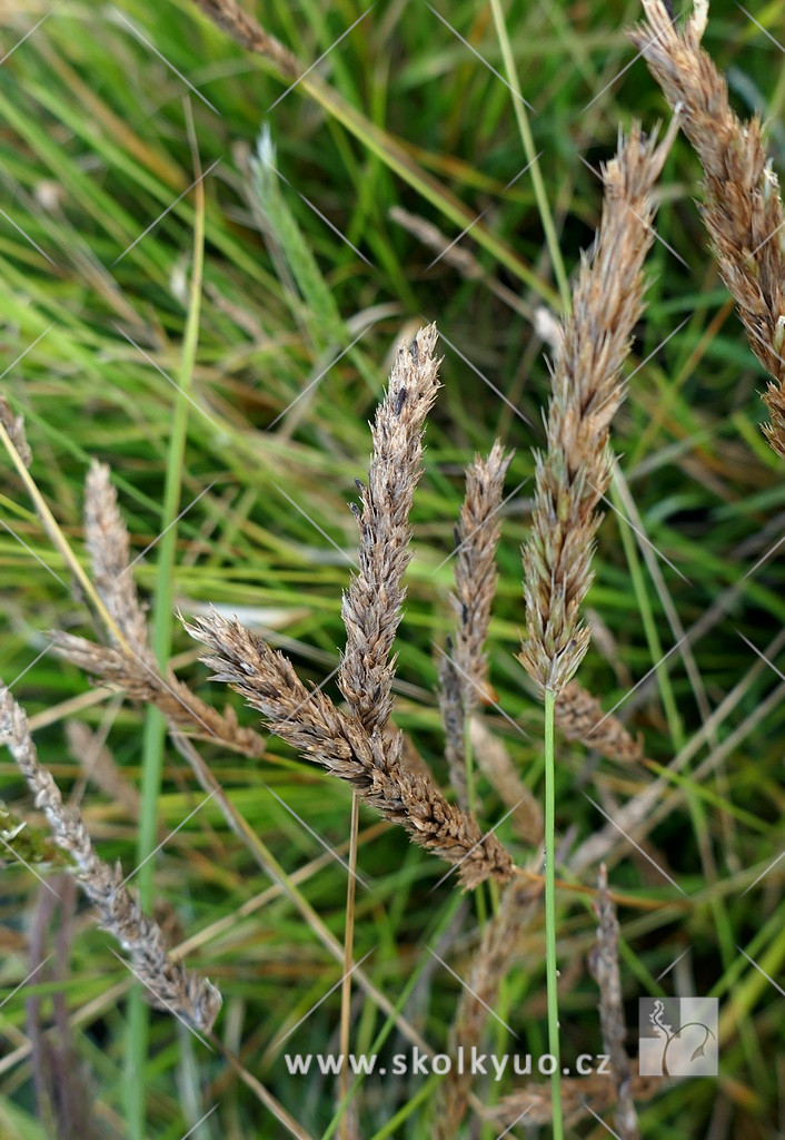 Sesleria autumnalis ssp.argentea