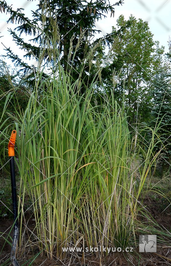 Spartina pectinata ´Aureomarginata´