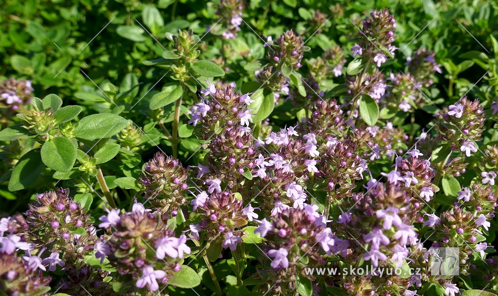 Thymus praecox