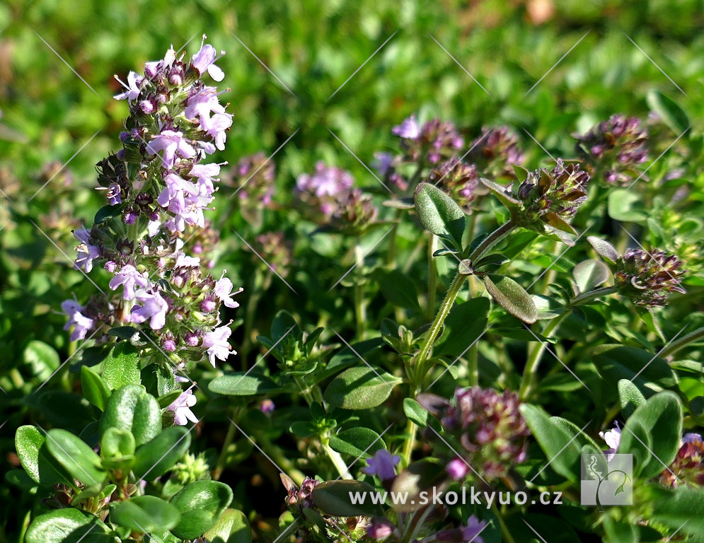 Thymus pulegioides