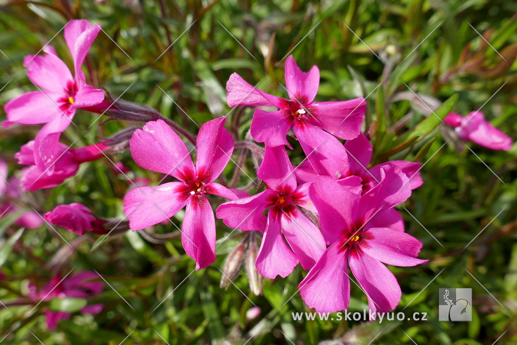 Phlox subulata ´Scarlet Flame´