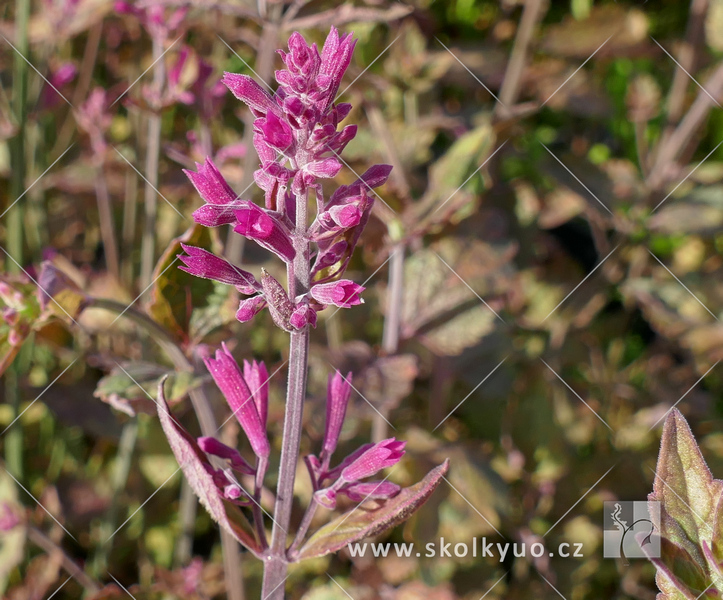 Agastache ´Bolero´