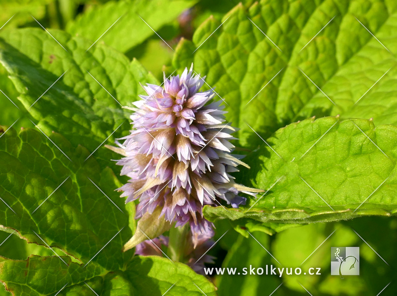 Agastache ´Golden Jubilee´