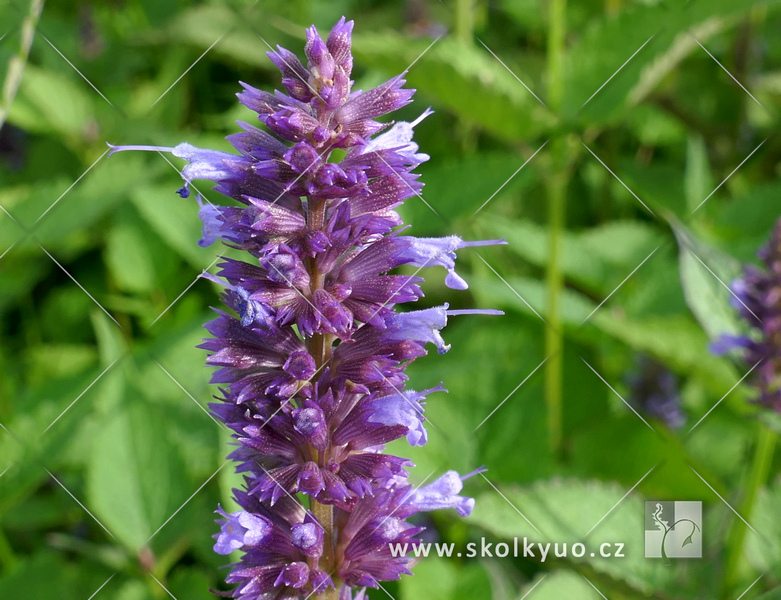 Agastache rugosa ´Korean Zest´