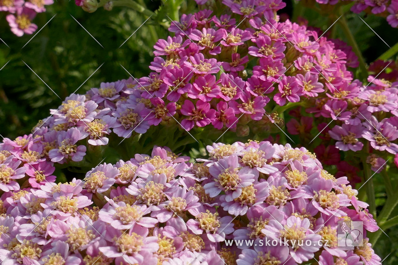 Achillea millefolium ´Milly Rock Pink´